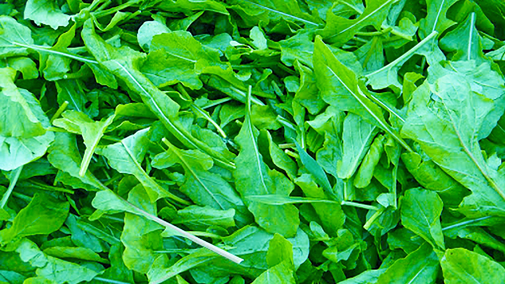 Frunze de Rucola